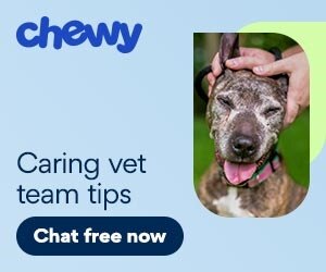 caring vet team tips